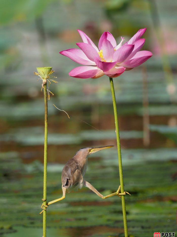 نگاهی به آثار عکاسان در مسابقه عکس طنز حیات وحش ۲۰۲۱ 6 عکس طنز حیات وحش