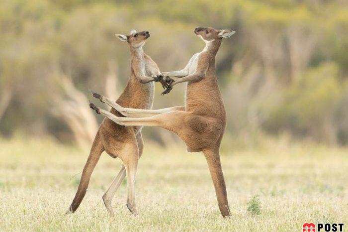 نگاهی به آثار عکاسان در مسابقه عکس طنز حیات وحش ۲۰۲۱ 7 عکس طنز حیات وحش