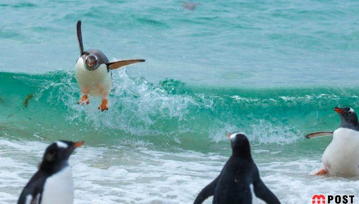 نگاهی به آثار عکاسان در مسابقه عکس طنز حیات وحش ۲۰۲۱ 11 عکس طنز حیات وحش