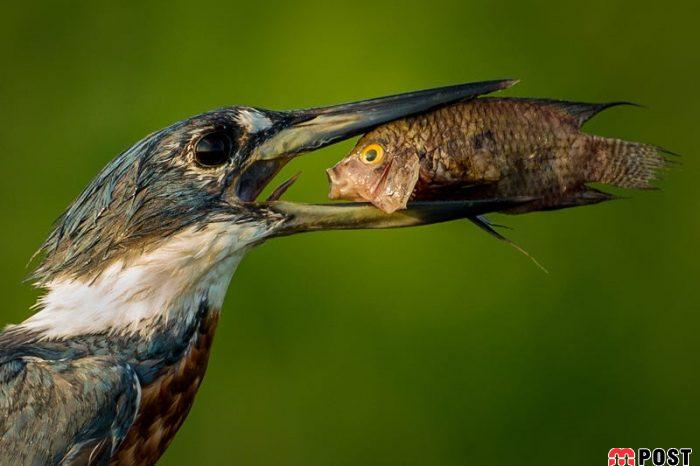 نگاهی به آثار عکاسان در مسابقه عکس طنز حیات وحش ۲۰۲۱ 12 عکس طنز حیات وحش