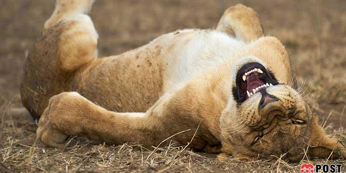 نگاهی به آثار عکاسان در مسابقه عکس طنز حیات وحش ۲۰۲۱ 3 عکس طنز حیات وحش