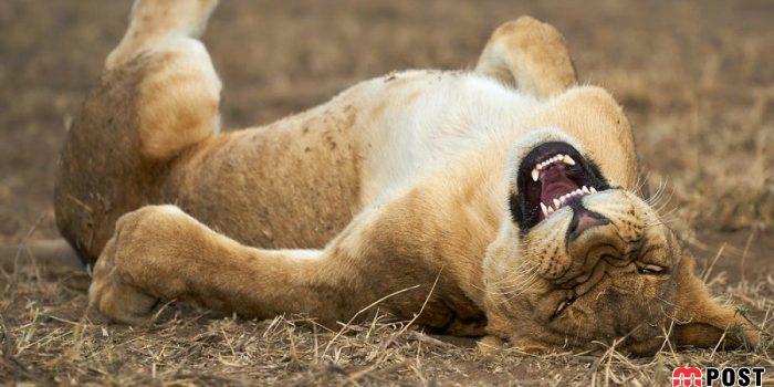 نگاهی به آثار عکاسان در مسابقه عکس طنز حیات وحش ۲۰۲۱ 4 عکس طنز حیات وحش