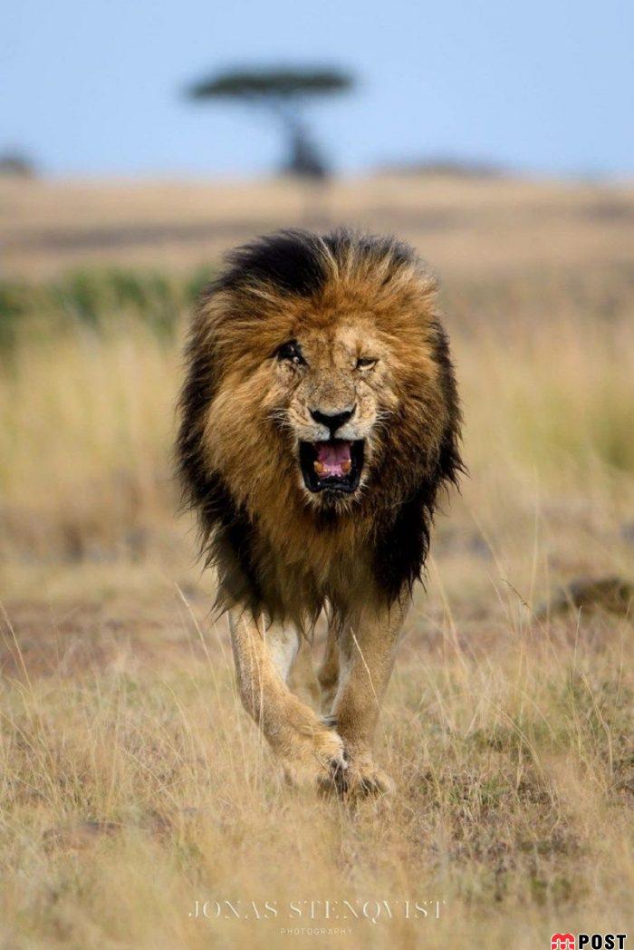 فعالان محیط زیست به سوگ مشهورترین شیر دنیا نشستند 3 مشهورترین شیر دنیا