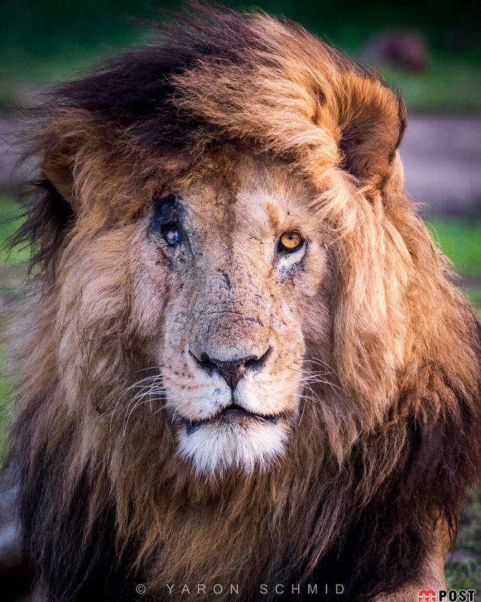 فعالان محیط زیست به سوگ مشهورترین شیر دنیا نشستند 2 مشهورترین شیر دنیا