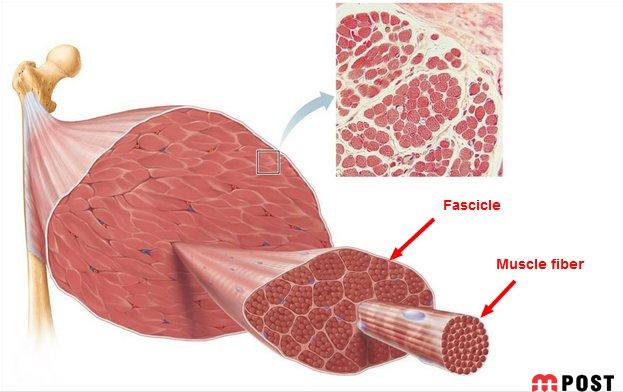ترمیم بافت‌ های آسیب‌ دیده‌