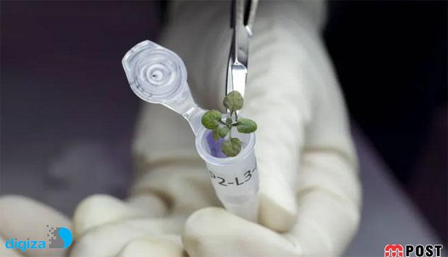 آزمایش موفق پرورش گیاه در خاک ماه توسط دانشمندان تایید شد + عکس 7 پرورش گیاه در خاک ماه