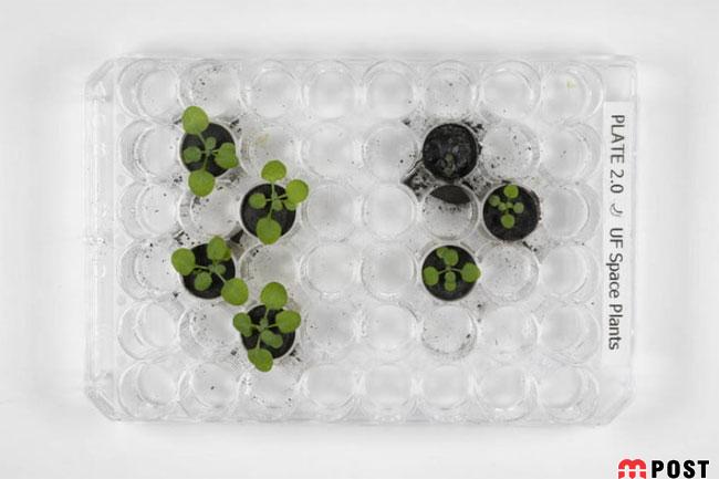 آزمایش موفق پرورش گیاه در خاک ماه توسط دانشمندان تایید شد + عکس 2 پرورش گیاه در خاک ماه