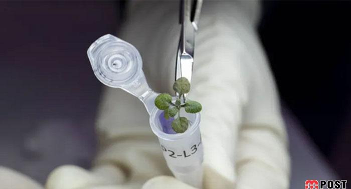 آزمایش موفق پرورش گیاه در خاک ماه توسط دانشمندان تایید شد + عکس 6 پرورش گیاه در خاک ماه