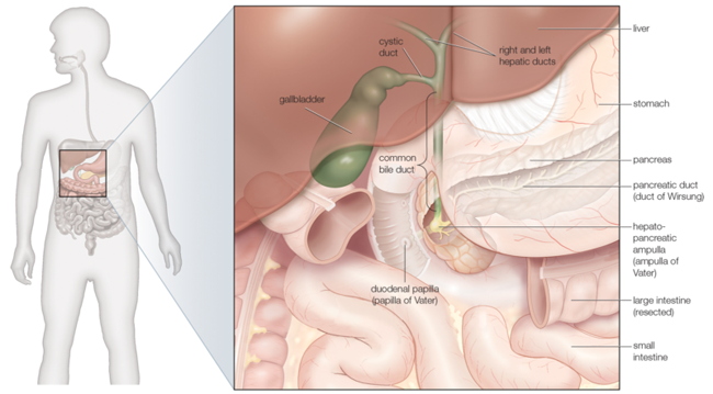 کیسه صفرا چه کار مفیدی و حیاتی در بدن انسان انجام می دهد؟ 6 کیسه صفرا