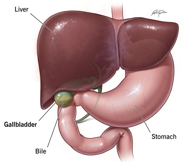 کیسه صفرا چه کار مفیدی و حیاتی در بدن انسان انجام می دهد؟ 2 کیسه صفرا