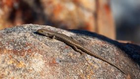 مارمولک کاریناسینکوس اسلاتوس Carinascincus ocellatus