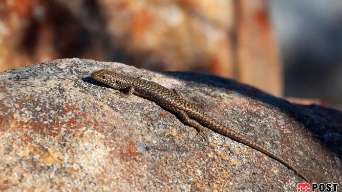 مارمولک کاریناسینکوس اسلاتوس Carinascincus ocellatus