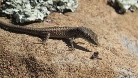 مارمولک کاریناسینکوس اسلاتوس Carinascincus ocellatus
