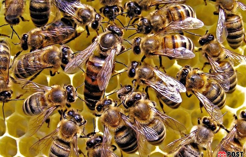 آیا خرد جمعی حشرات میتواند به حل مشکلات انسان کمک کند؟ 8 خرد جمعی حشرات