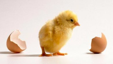 جوجه یک روزه (دام فارم ) 4 جوجه یک روزه