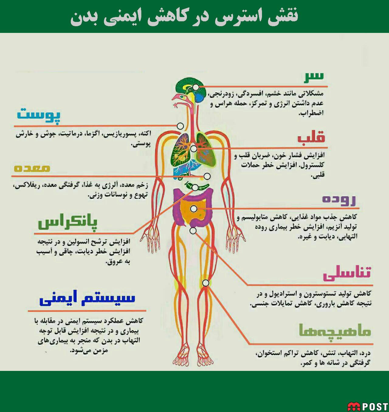 افزایش ایمنی بدن