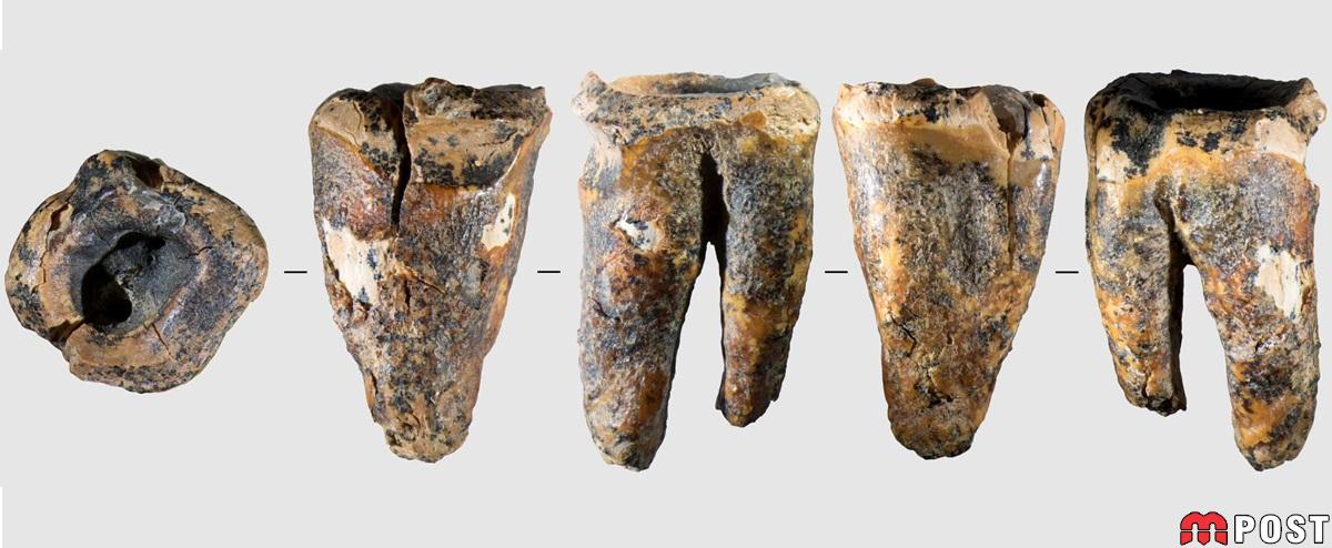 نئاندرتال ها Neanderthals